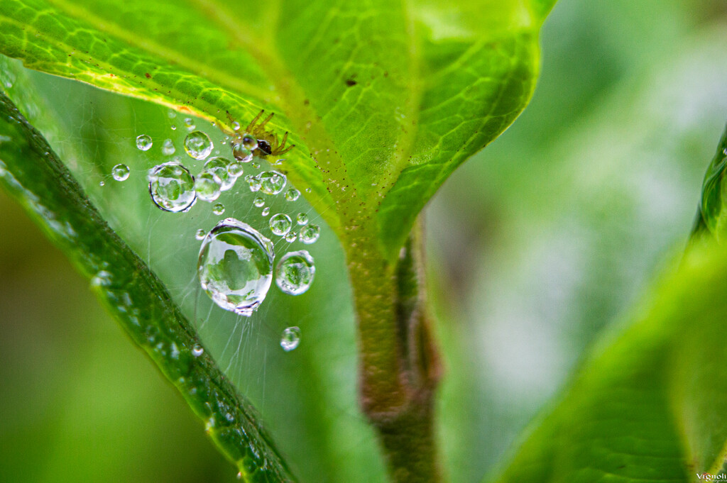 Water drops but... by vignoli