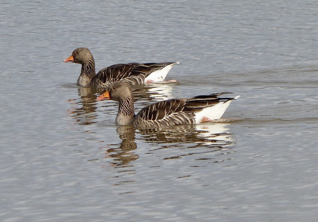 Greylag Geese by susiemc