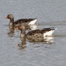 Greylag Geese by susiemc