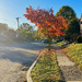 Red Tree Walking