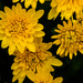 Some late chrysanthemums