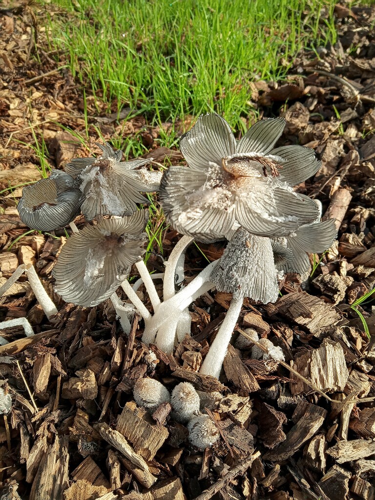 Hares foot Ink Cap by 365projectorgjoworboys