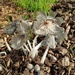 Hares foot Ink Cap