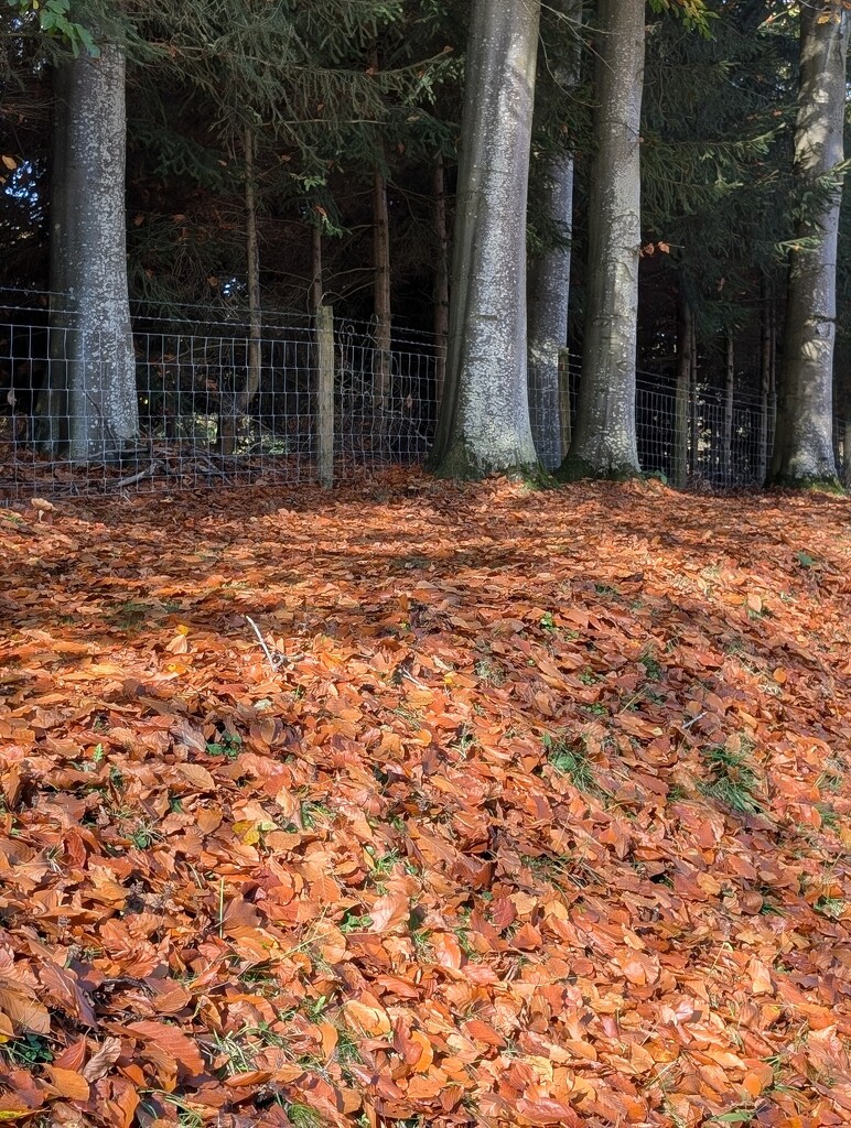 AUTUMN CARPET. by derekskinner