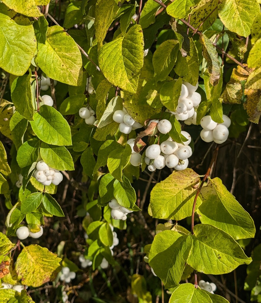 SNOWBERRIES. by derekskinner