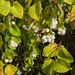 SNOWBERRIES.