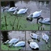 swans by kametty