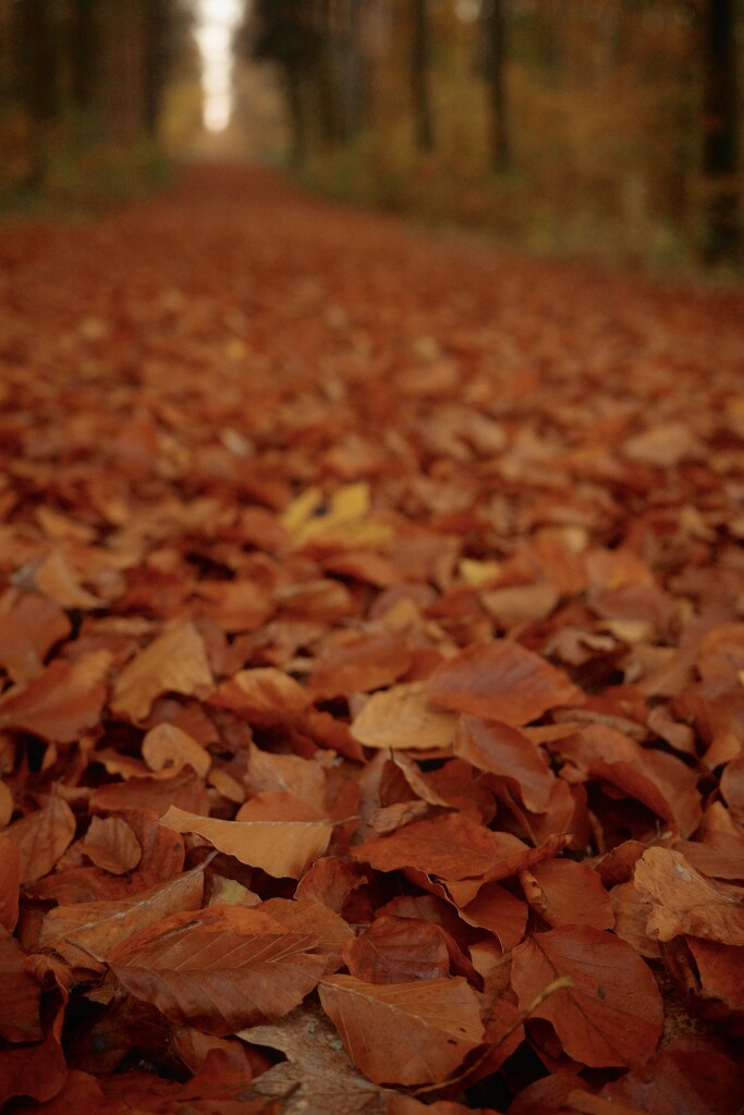 Incredible number of autumn leaves by juergenunterwegs