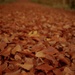 Incredible number of autumn leaves