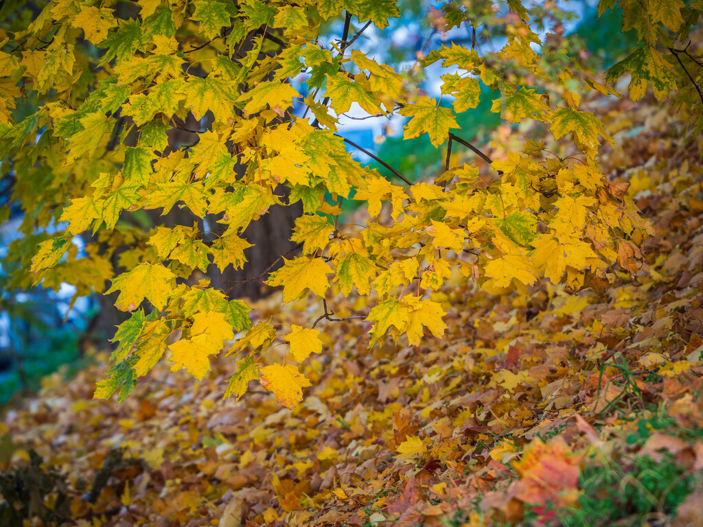 Autumn in the blue hour by haskar