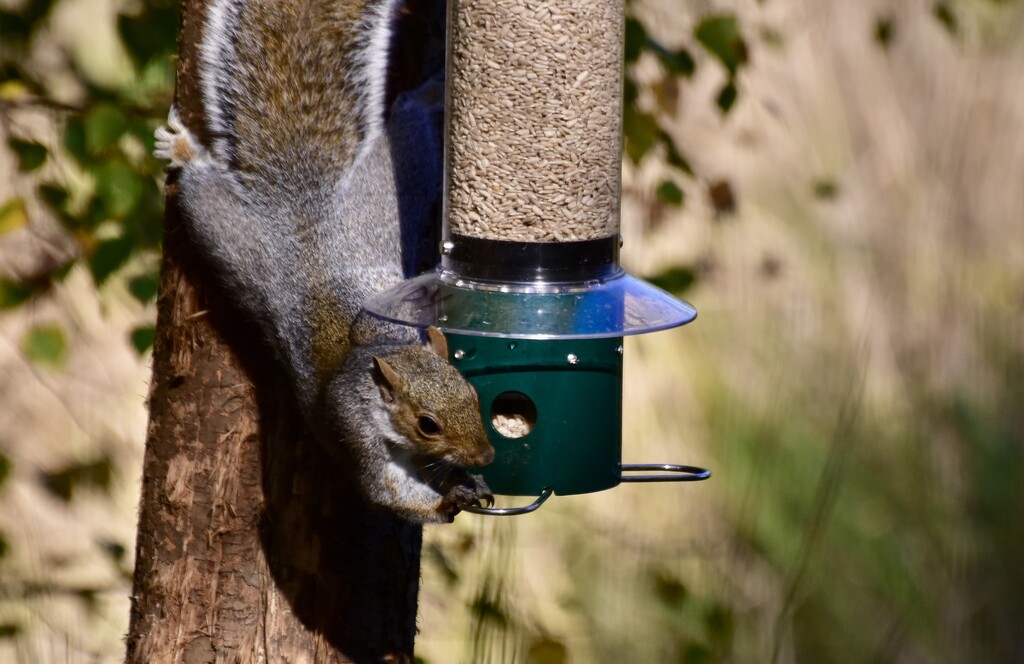 Naughty Squizzer  by rosiekind