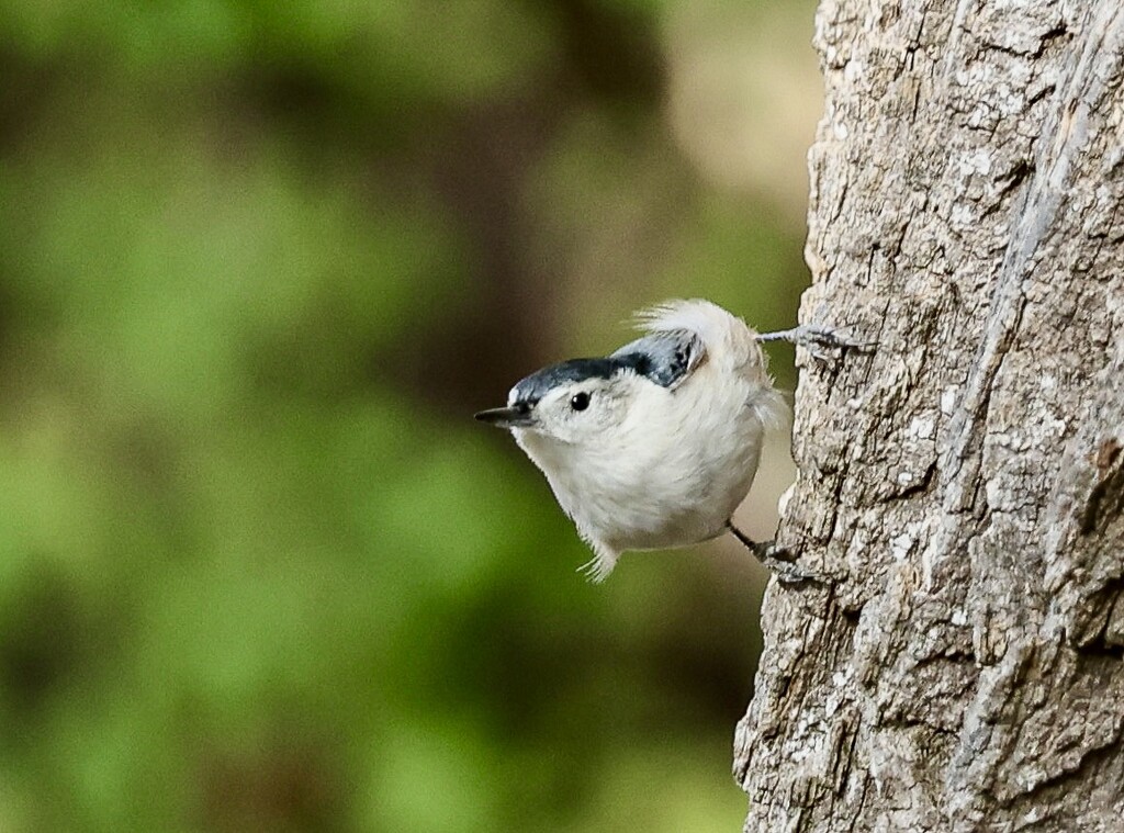 White Breasted Nuthatch by corinnec