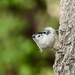 White Breasted Nuthatch