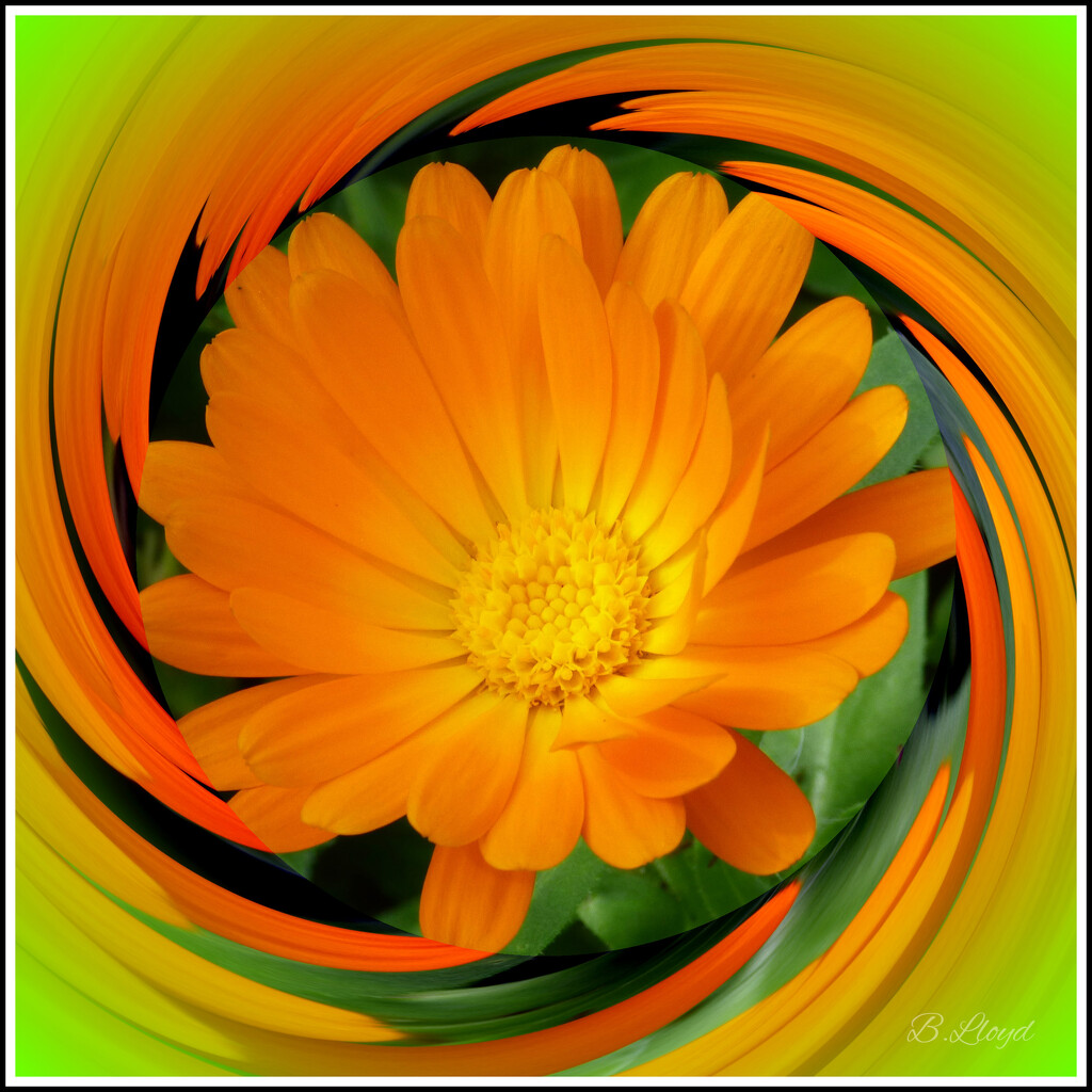 Marigold twirl. by beryl