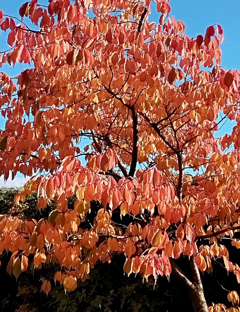 Golden orangey Autumn leaves. by grace55