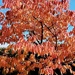 Golden orangey Autumn leaves.