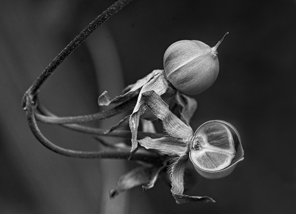 Morning Glory Seeds on the Vine by gardencat