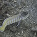 jawfish