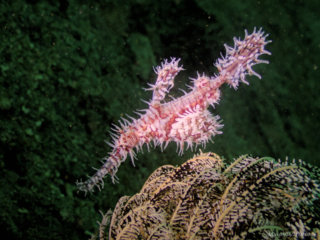 Pipefish by wh2021