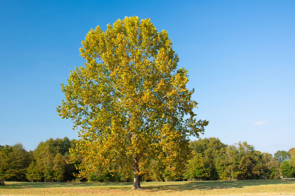 The "humble" Sycamore... by thewatersphotos