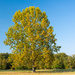 The "humble" Sycamore... by thewatersphotos