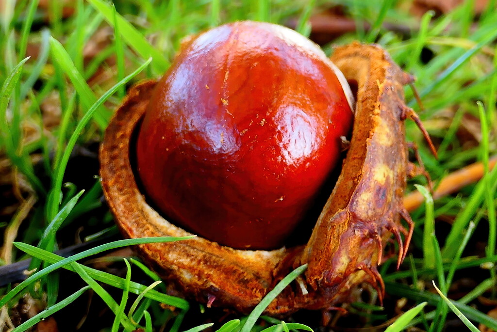 Conkers.  by gaf005