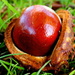 Conkers.  by gaf005