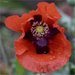 Wet Poppy by pcoulson