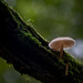 Under the Mycena by hannahcallier