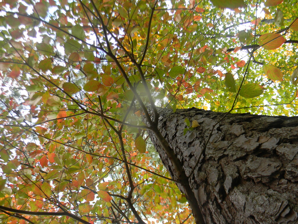 Looking Up at Dogwood Tree  by sfeldphotos