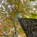 Looking Up at Dogwood Tree  by sfeldphotos