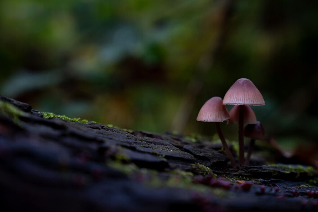 Mycena Trio by hannahcallier