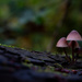 Mycena Trio