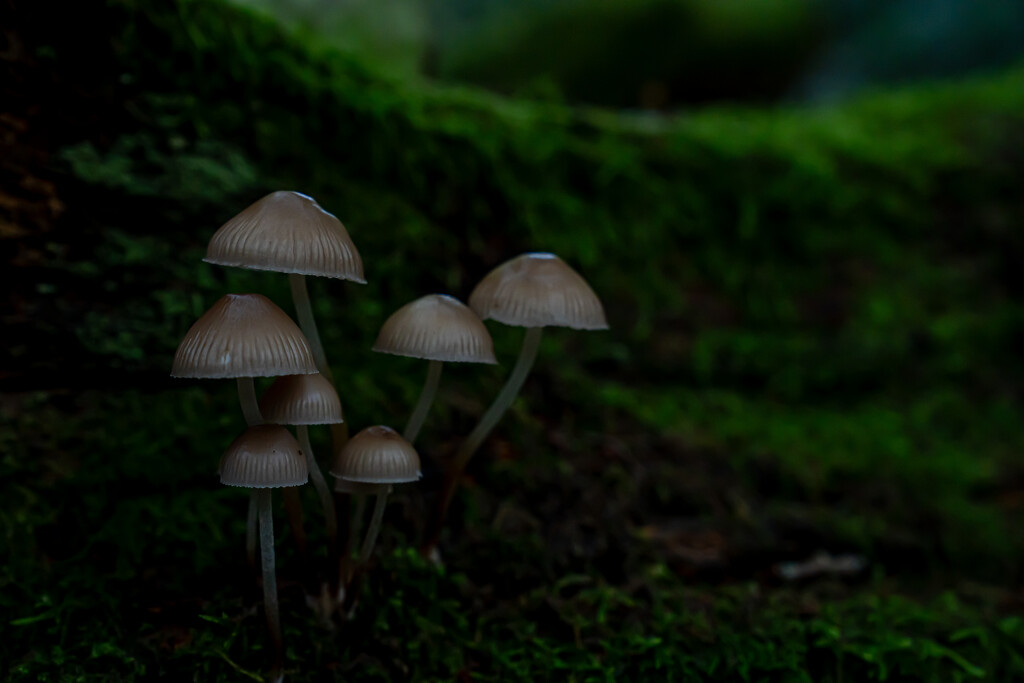 Little Mycena by hannahcallier