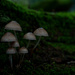 Little Mycena