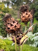 2nd Sep 2024 - About to Flower?