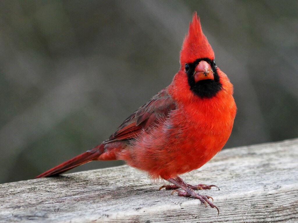 Cardinal Siblings 2 by ljmanning