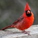 Cardinal Siblings 2