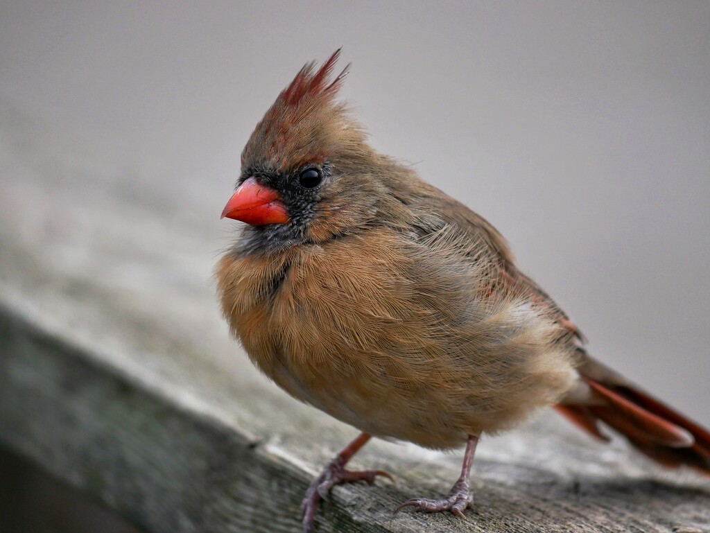 Cardinal Siblings 1 by ljmanning