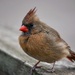 Cardinal Siblings 1 by ljmanning