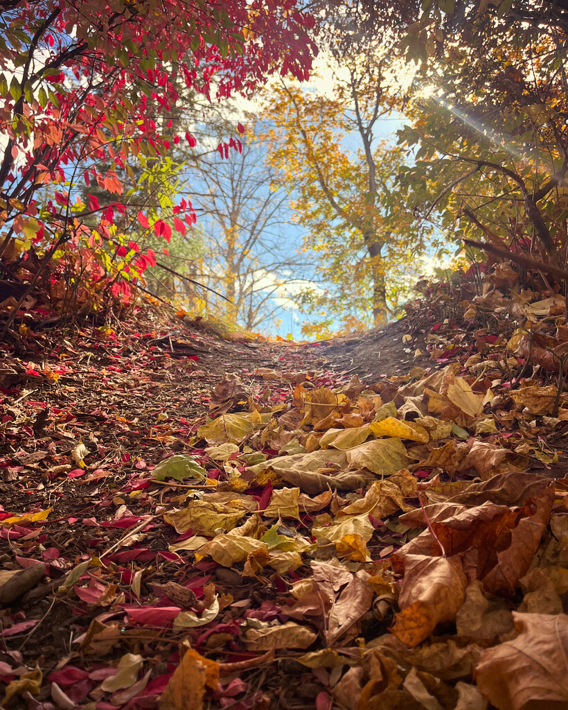 A Fall stroll by fauxtography365