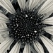 Echinacea  by sjgiesman