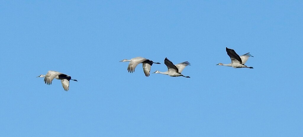 Sandhill Cranes by sunnygreenwood