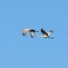 Sandhill Cranes