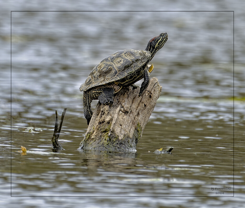 Red-Eared Slider by bluemoon