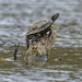 Red-Eared Slider