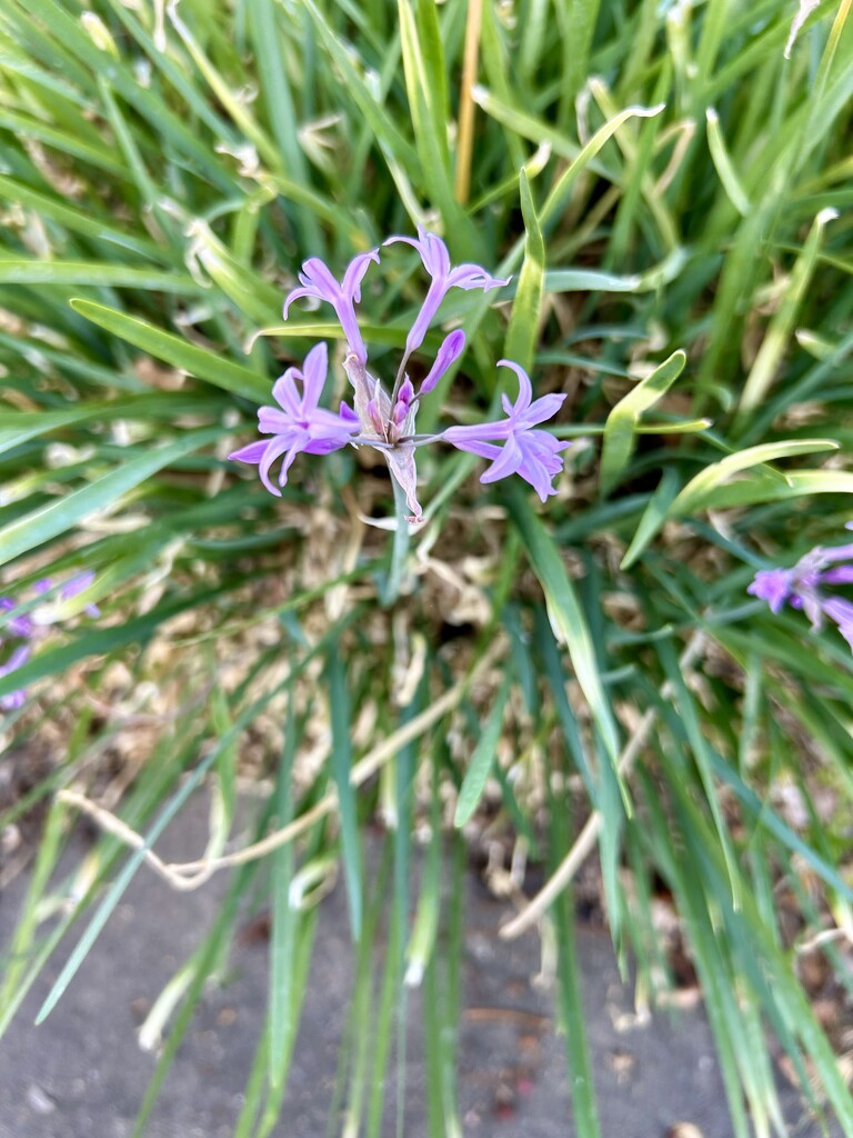 Wild Garlic by loweygrace