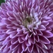 10 25. Purple Chrysanthemum 