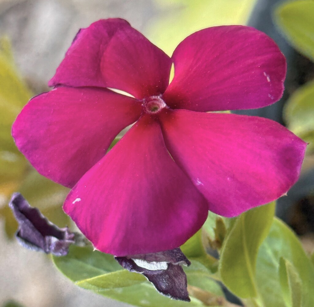 10 26 Madagascar Periwinkle  by sandlily