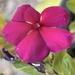 10 26 Madagascar Periwinkle 